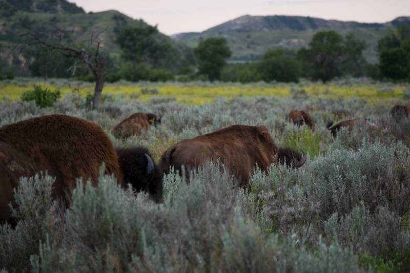 Bizons in Theodore Roosevelt National Park in North Dakota