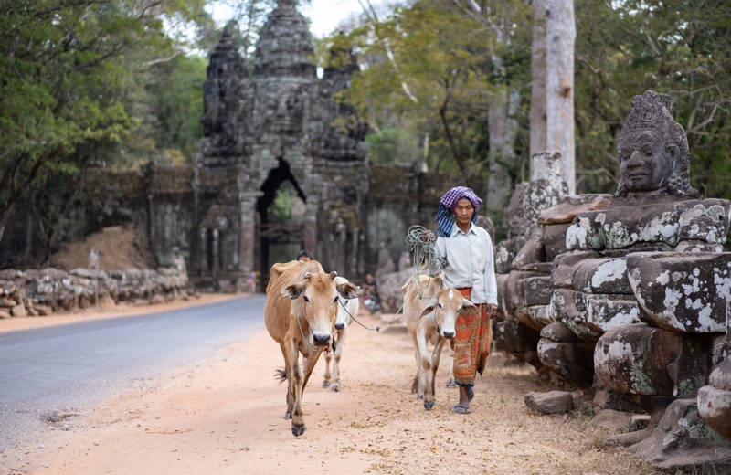 Persoon wandelt met koeien voor een tempel in Cambodja