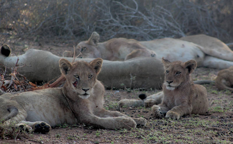 Een groep leeuwen in het Kruger National Park in Zuid-Afrika