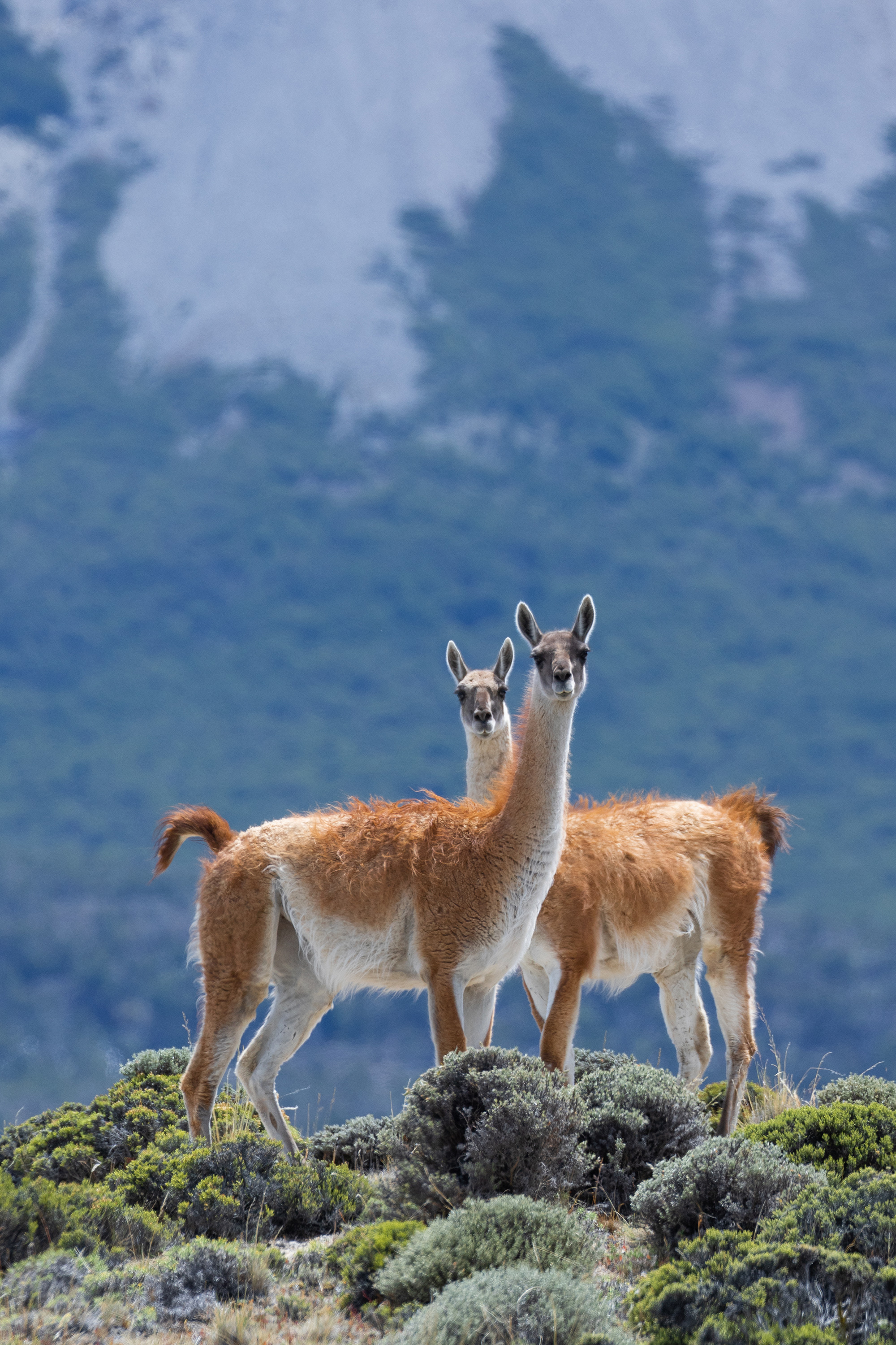 Patagonia Guanaco