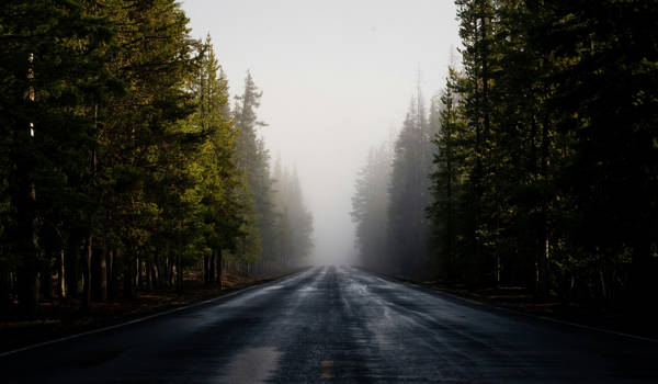 Empty Forest Road With A Mysty Background