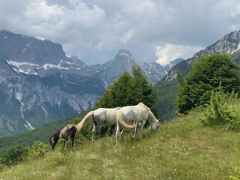 Paarden grazen in een groene weide langs de Peaks of the Balkan Trail