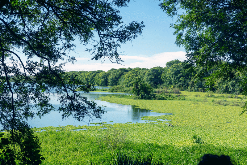 Meer en groene vegetatie in het Costanera Sur Ecological Reserve