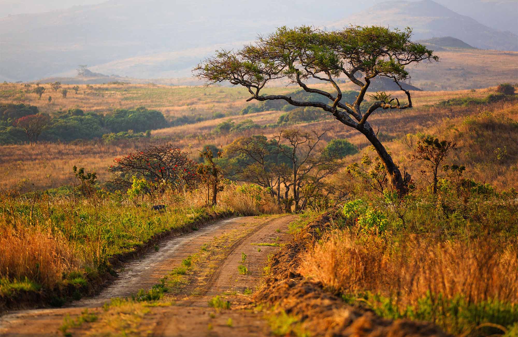 savanne in afrika | Groepsreizen in Afrika