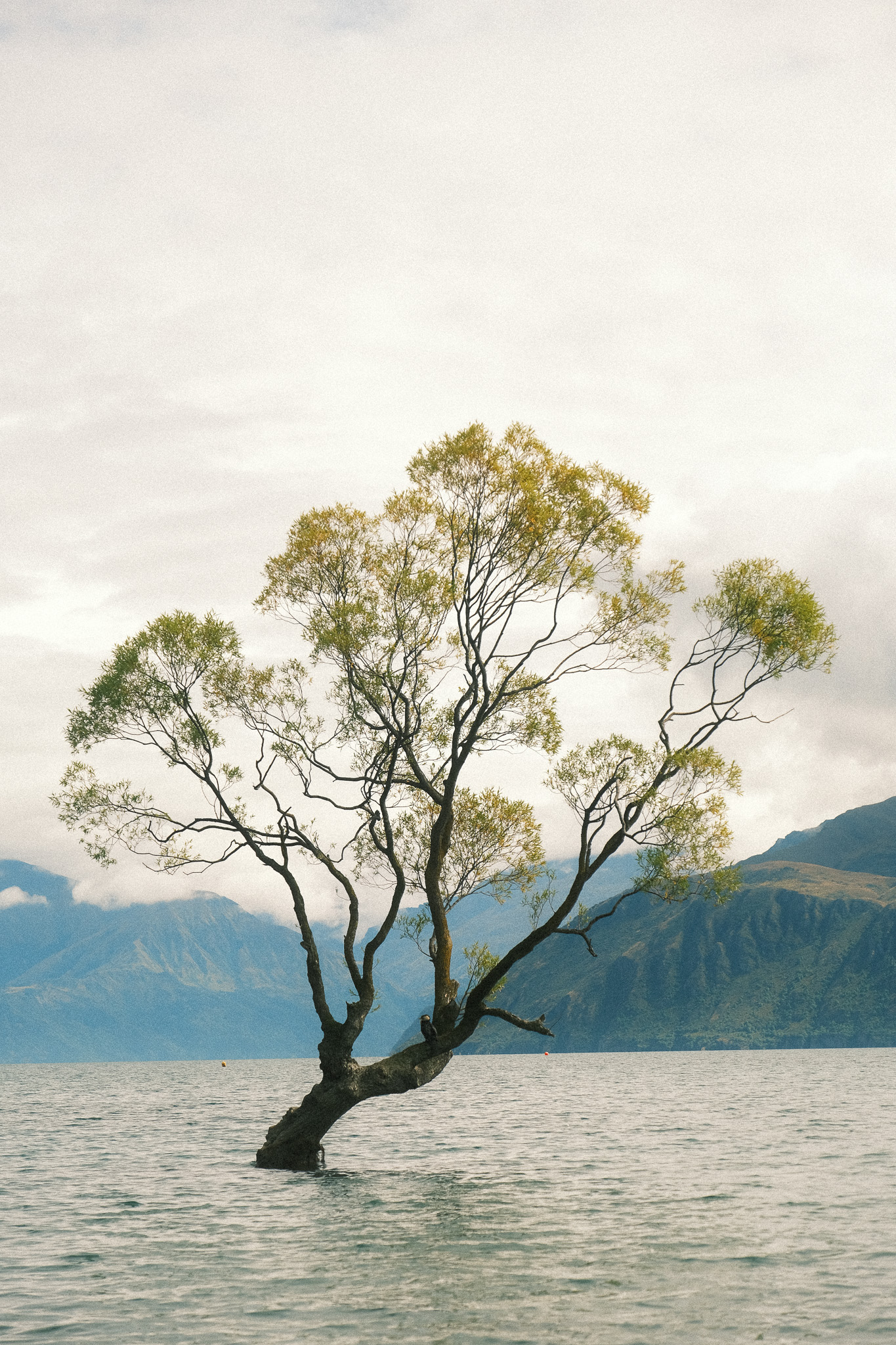 De beroemde Wanaka Tree in Lake Wānaka, Nieuw-Zeeland, met bergen op de achtergrond en een bewolkte lucht.