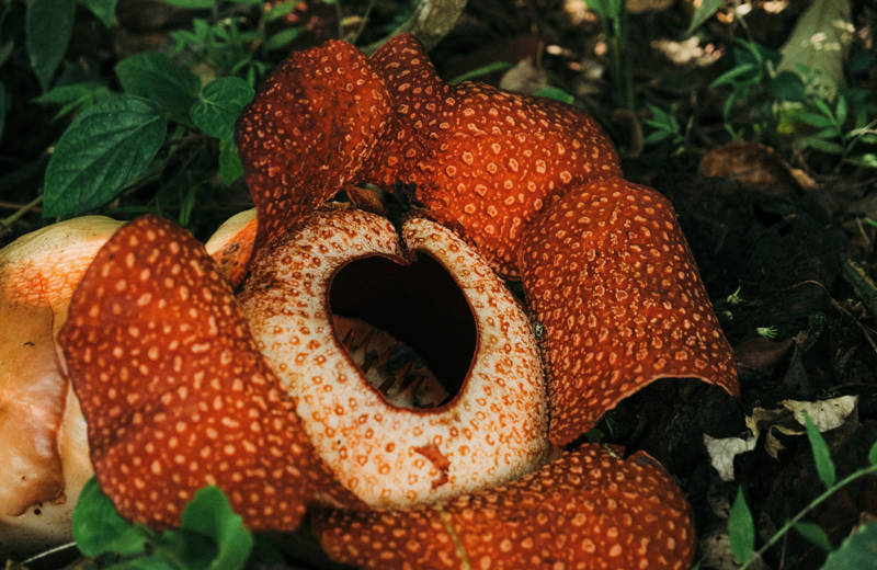 Blooming rafflesia flower on Sumatra, Indonesia