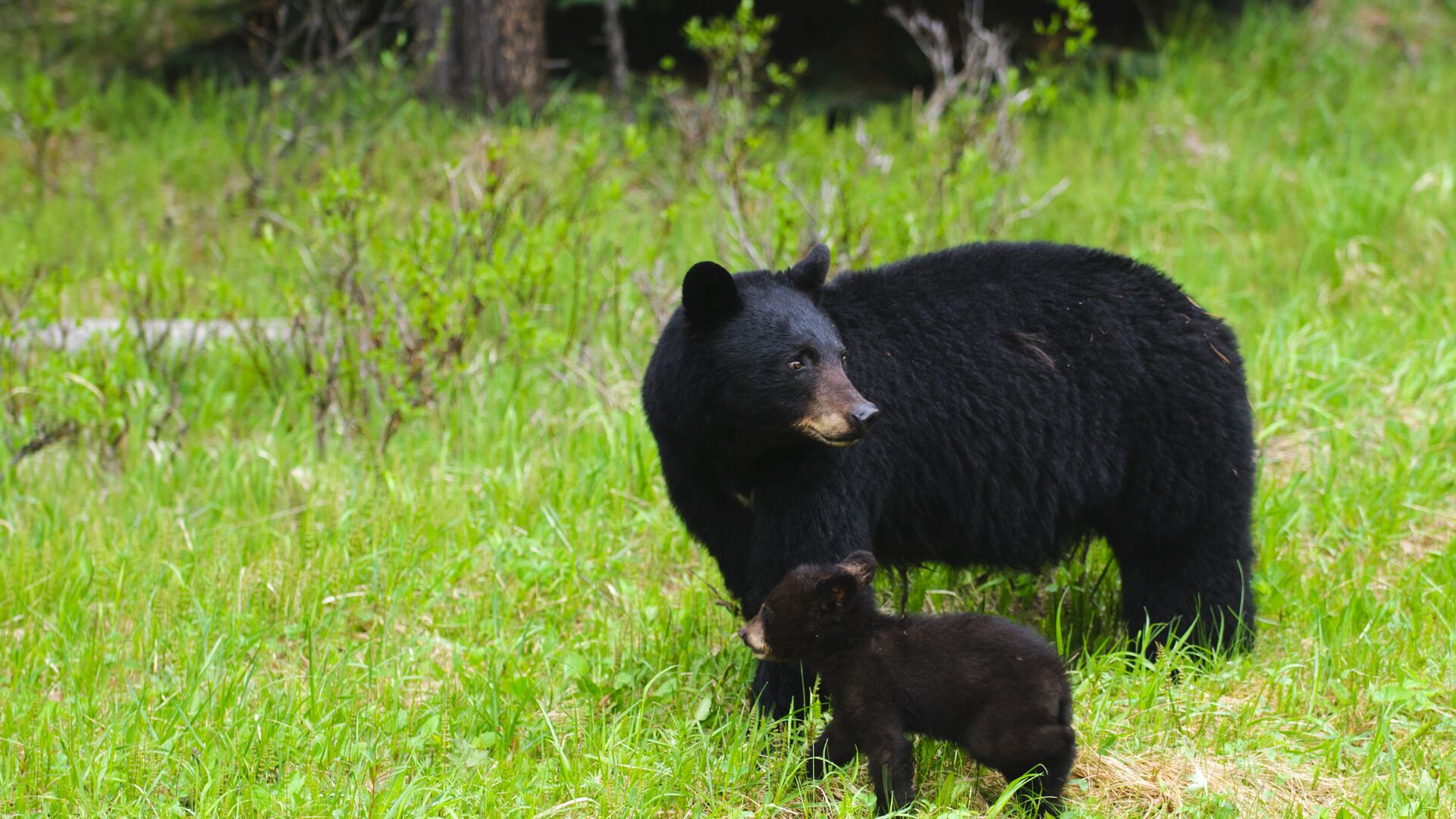 Moeder grizzlybeer met welp