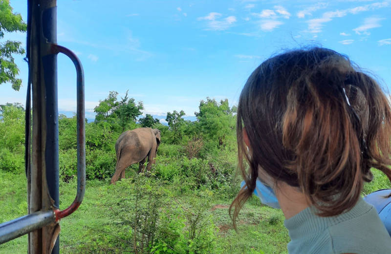 safari på bröllopsresa i Yala