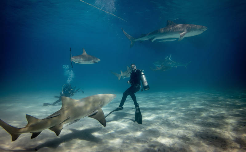 Duikers zwemmen langs haaien in de Bahamas