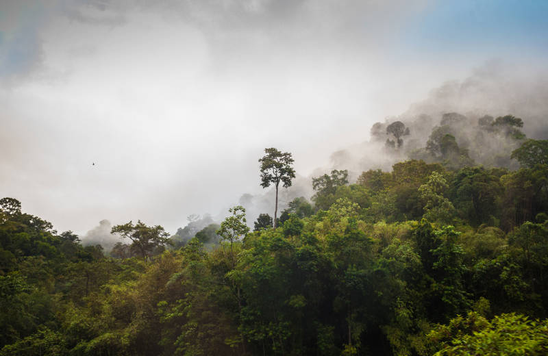 Taman Negara national park in Maleisië