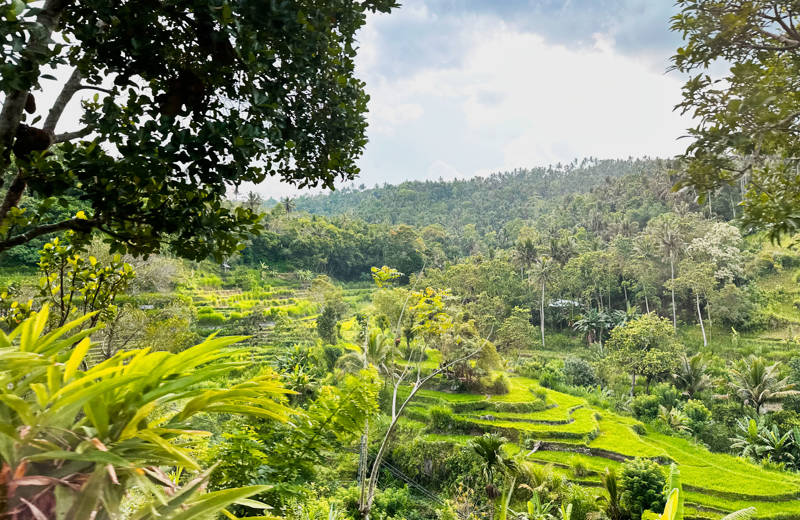 Lush green rice fields on Bali, Indonesia