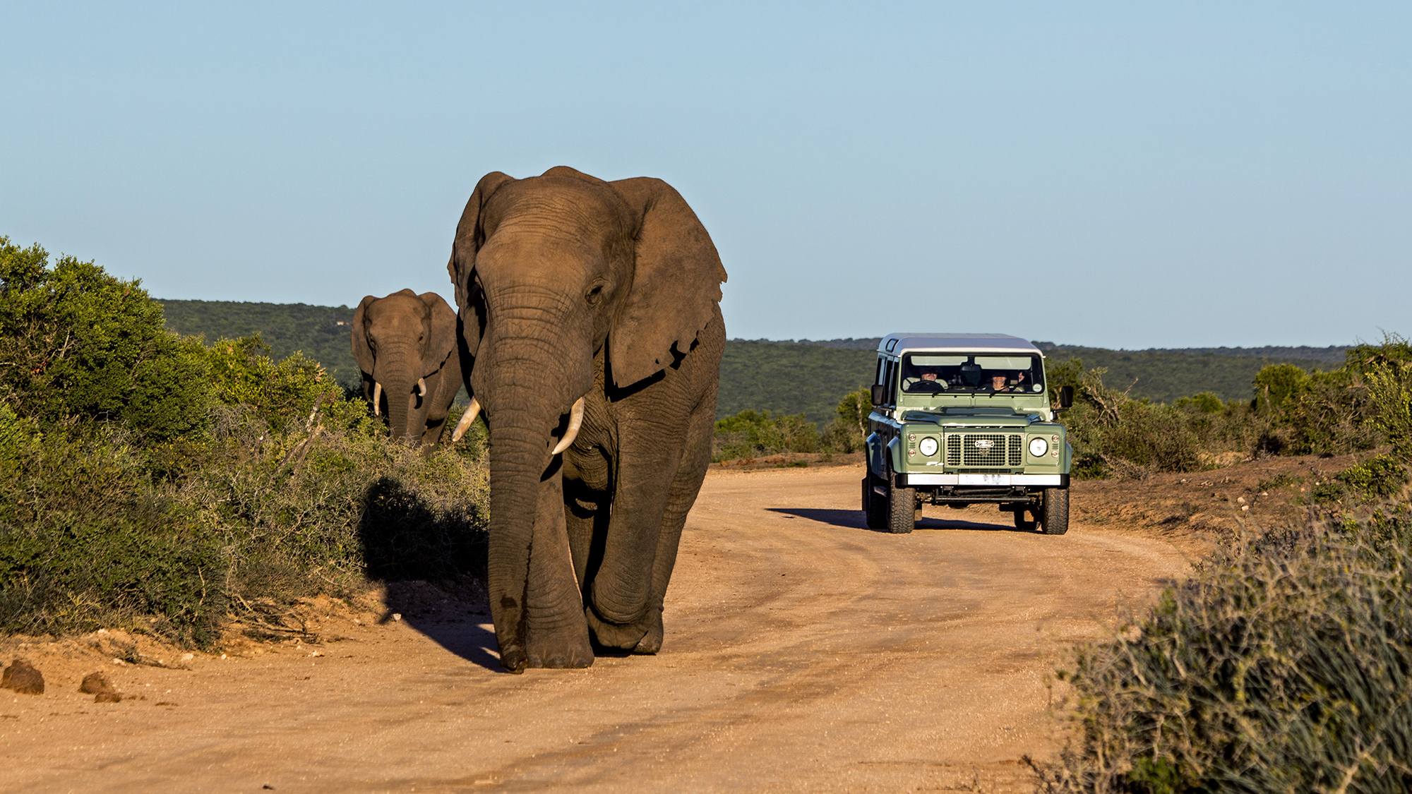 Addo Elephant Park South Africa