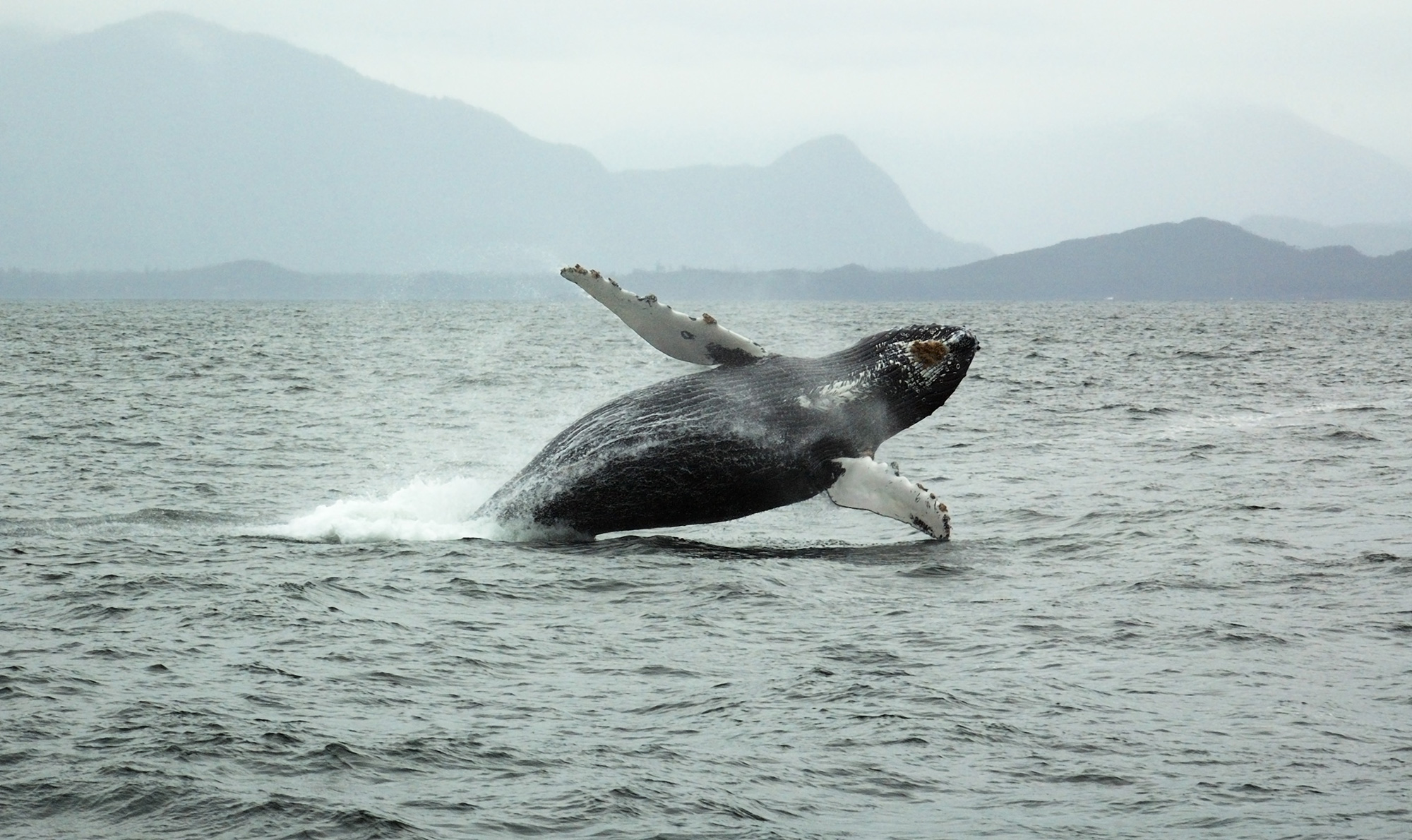 Canada Tofino Whale