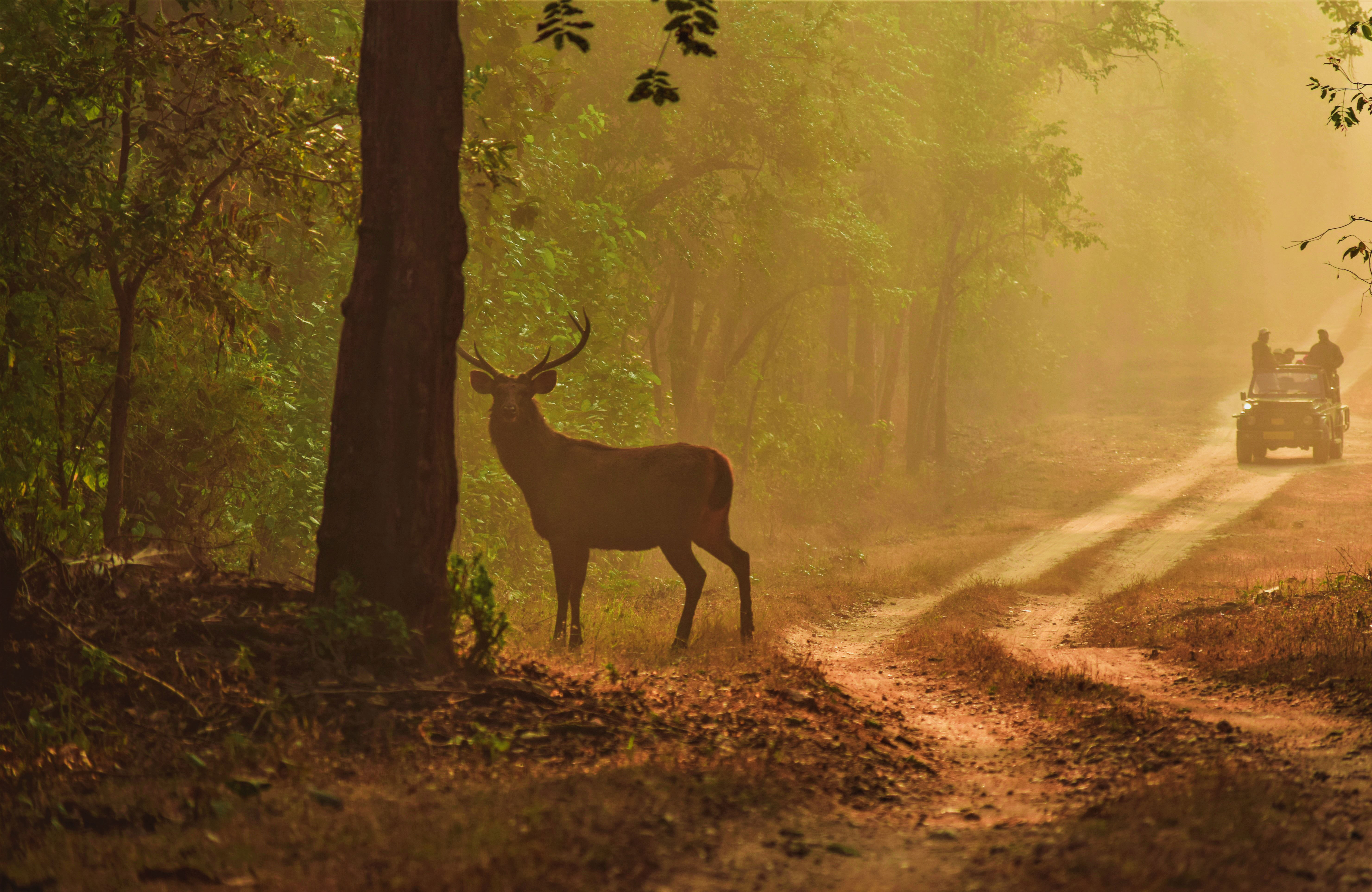 Rendier in Kaziranga National park