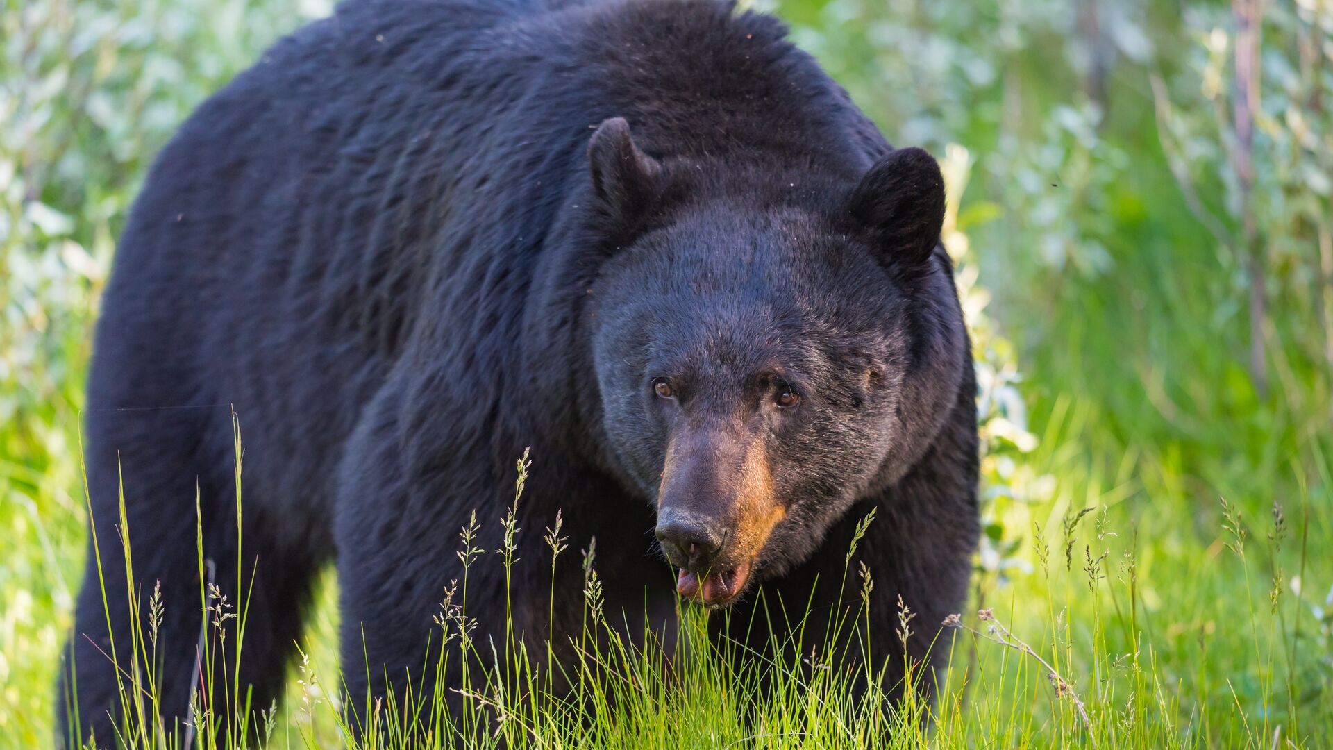 Grizzlybeer in Canada