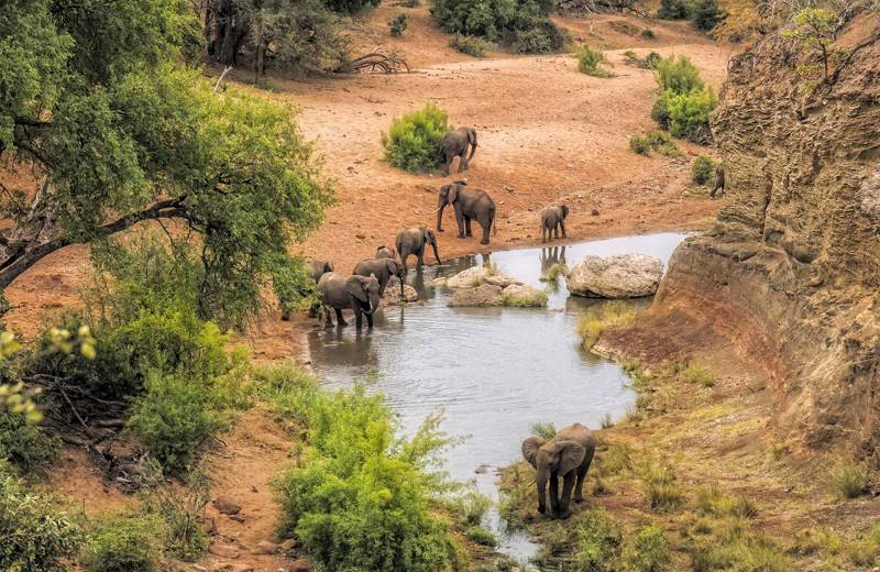 kruger-national-park-south-africa-elephants-drinking-water-viewpoint-cover