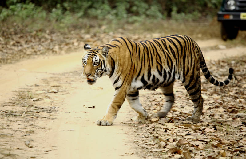 Tijger steekt een weg over in het Kanha National Park in India
