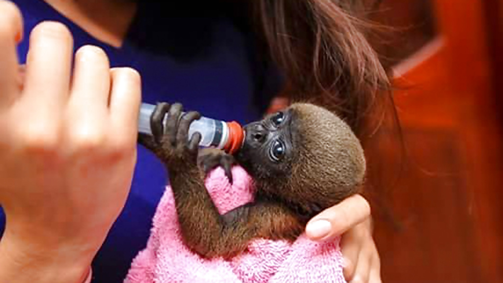 monkey_yanacocha_1280x720_for_navi_web