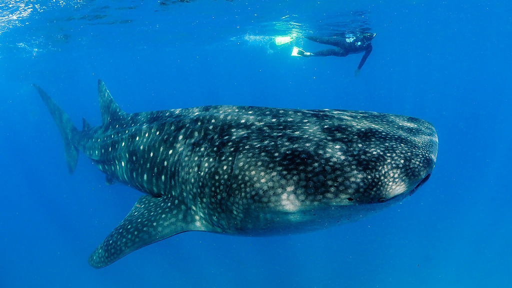 mozambique_-_marine_11_1280x720_for_navi_web