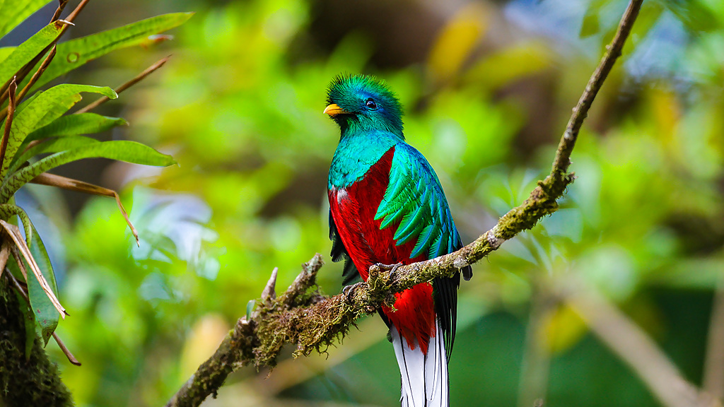 queztal__1280x720_for_navi_web