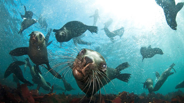 seal-snorkeling-animal-ocean-2_1280x720