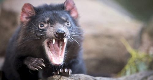 35886-c324c5f7-813f-4903-bc65-e450289ec031-thumbnail