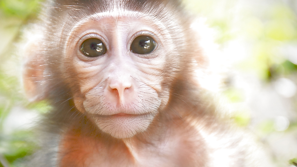 Wildlife Rescue Center