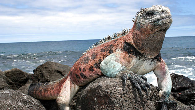 marine-iguana_1280x720