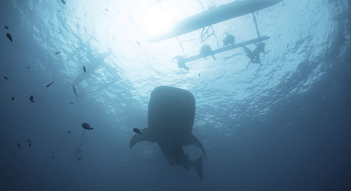 1_bv-product-xml-pix-4