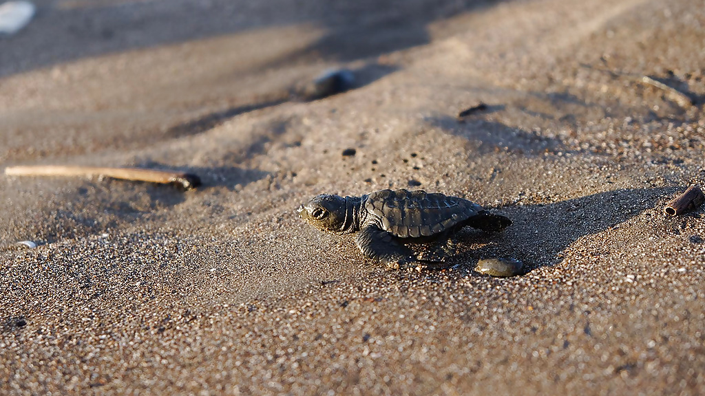 turtle_2_1280x720_for_navi_web