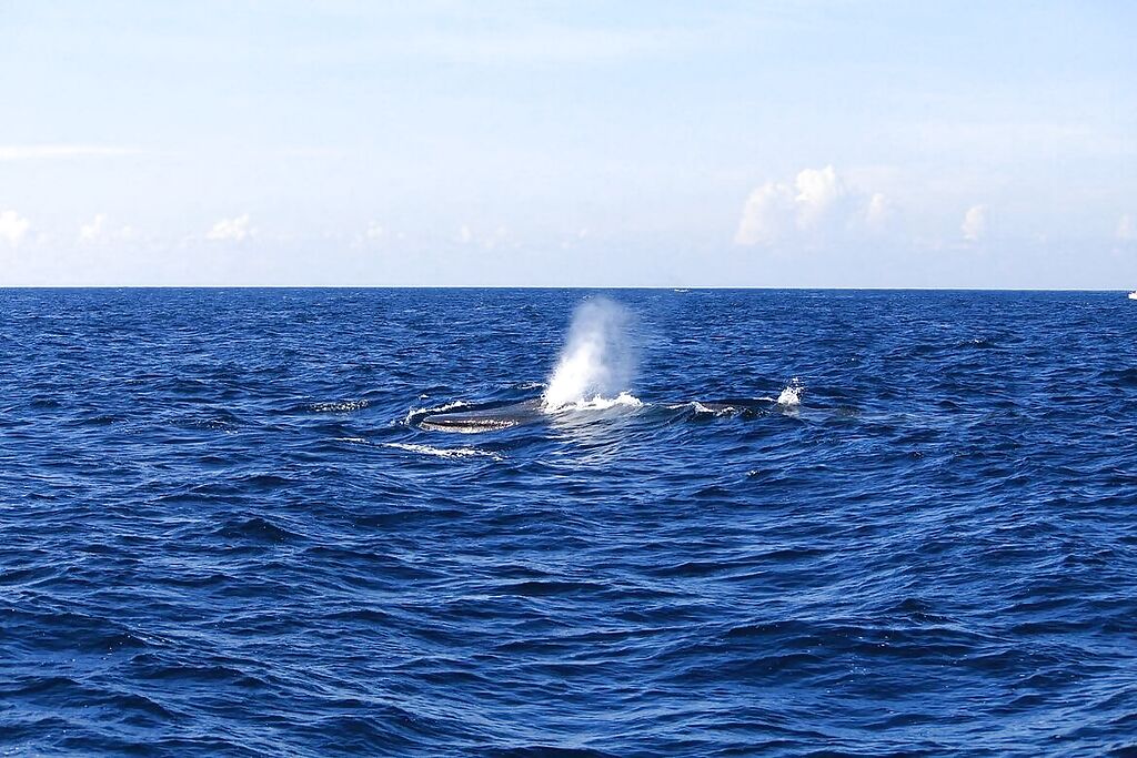 comfort-best-of-mirissa-1_gallery_full