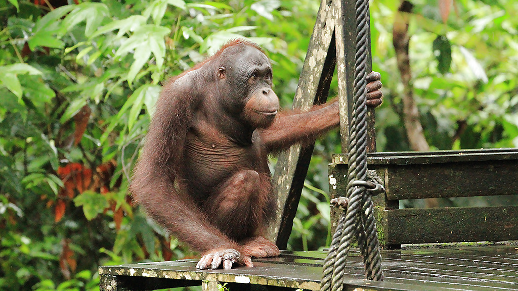 sepilok_-_feeding_time_1280x720_for_navi_web