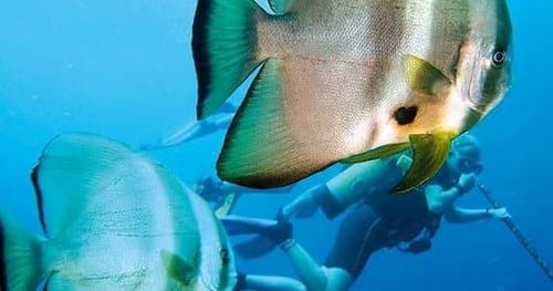 34248-b86462e8-0d7f-46ac-9dfa-789250b00183-thumbnail