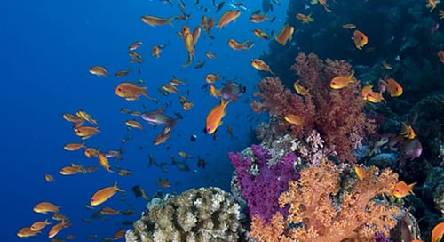 1_Egypt_Dahab