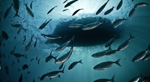 1_bv-product-web-gallery-22