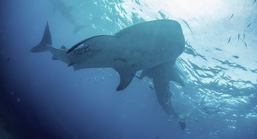 1_bv-product-xml-pix-5