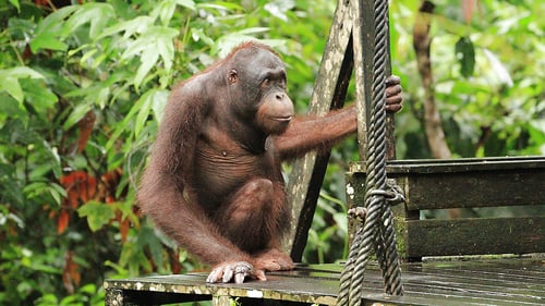 sepilok_-_feeding_time_1280x720_for_navi_web