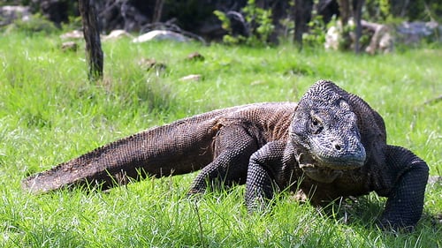 komodo_dragon_rinca_2_1280x720_for_navi_web