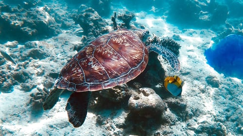 north_ari_island_hop_-_secret_paradise_1_1280x720_for_navi_web