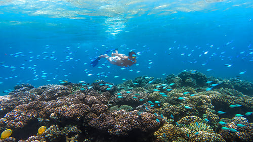 yasawa_adv_snorkelling_3