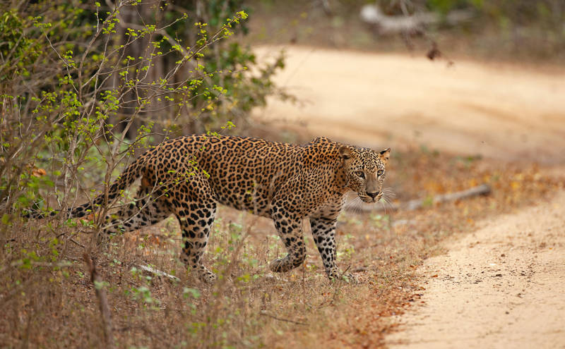 Leopard crossing a dirt road in Yala National Park in Sri Lanka