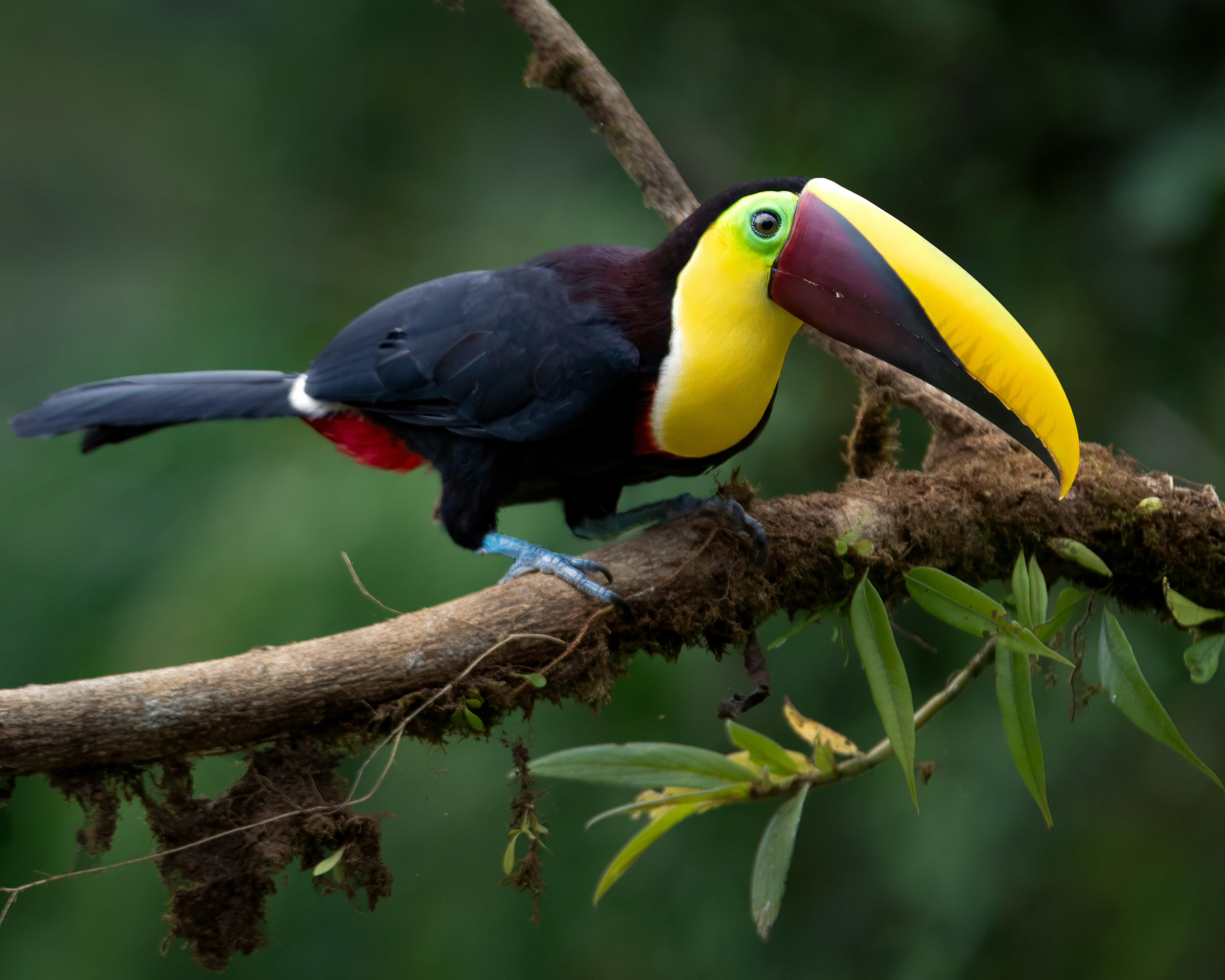 Afbeelding van een toekan die op een tak in een bos in Costa Rica zit - KILROY