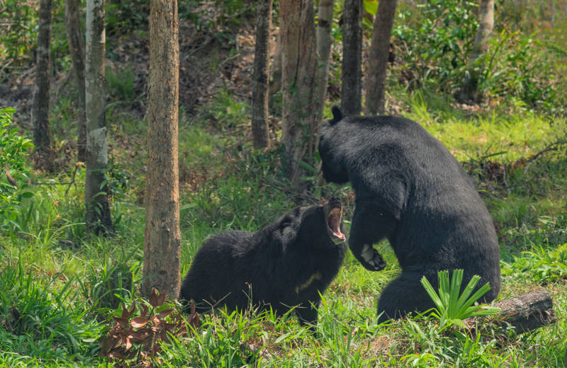 Twee Aziatische zwarte beren vechten in Ba Be National Park, Vietnam