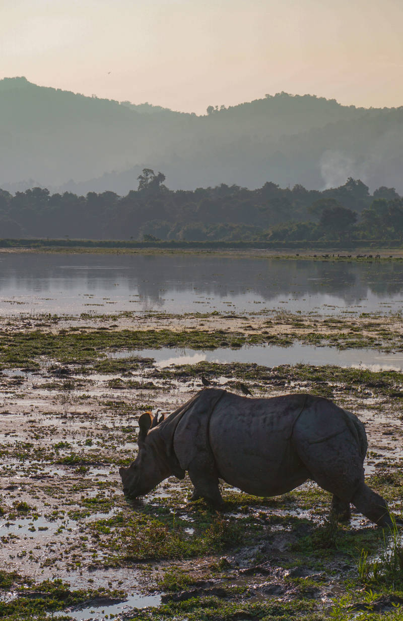 Rhino aan een meer in in Kaziranga National Park in India