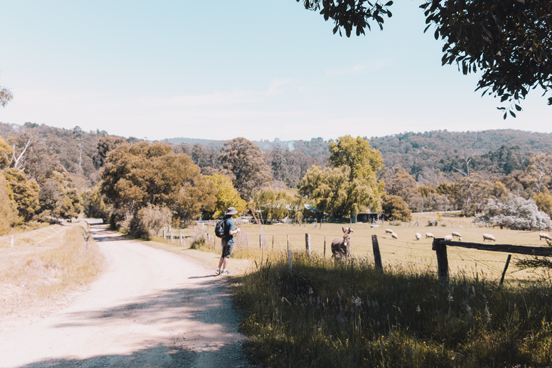 Traveller looking at a field of animals at a farm in Australia